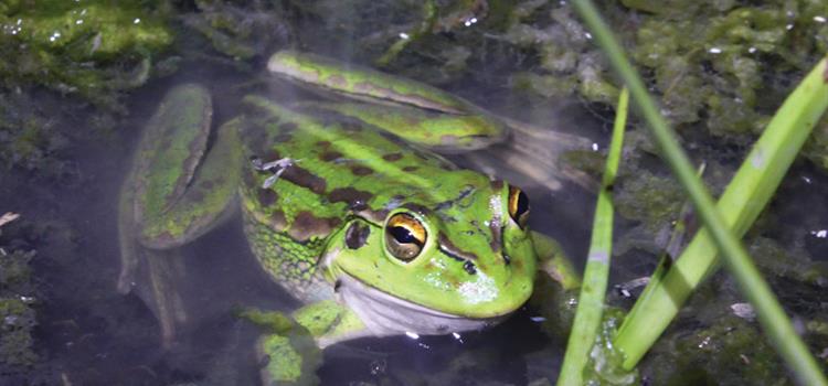 Identifying and managing refuges from threats