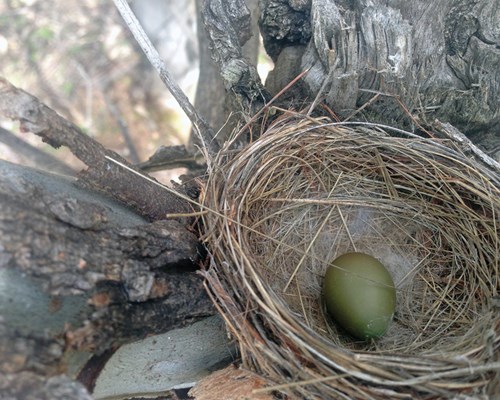 Hooded Robin’s nest