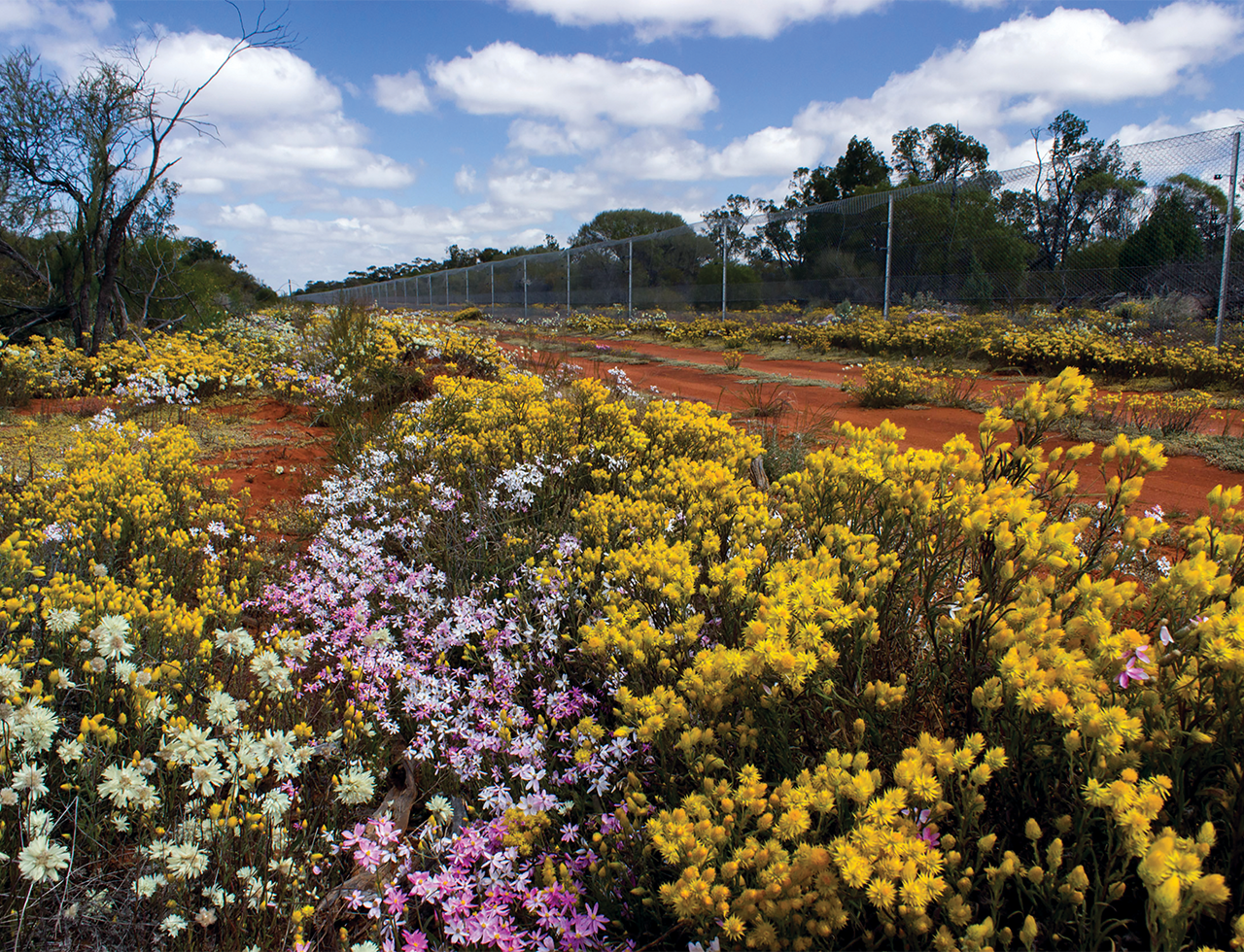 Providing safe havens and bringing species back