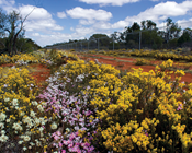 Providing safe havens and bringing species back