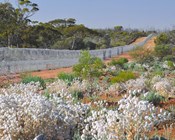 Western sanctuary, learning from translocations