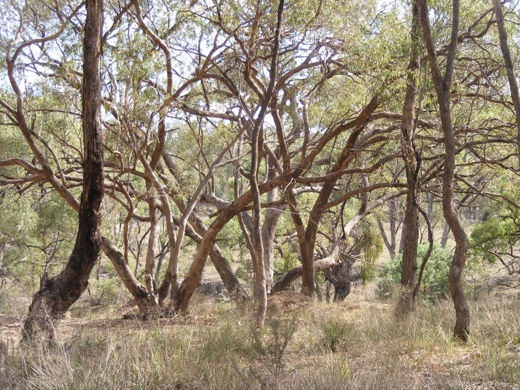 Saving woodland and alpine habitats