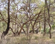 Saving woodland and alpine habitats