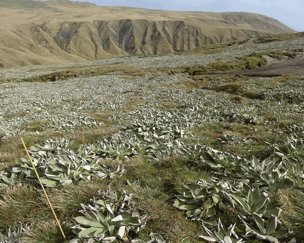 What is special about macquarie island What is special about macquarie island
