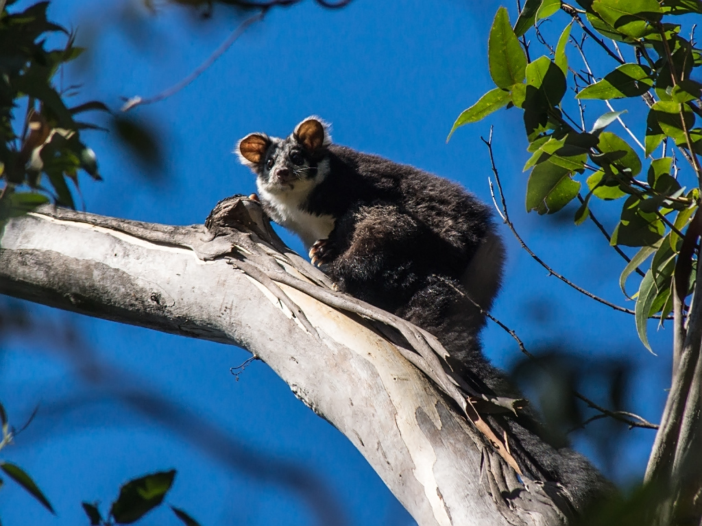 Greater glider on a branch