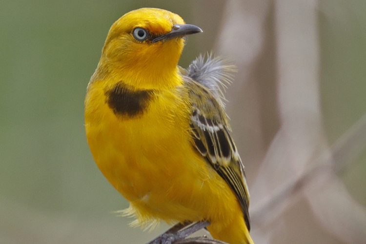 Kakadu collaboration for the yellow chat