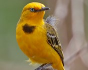 Kakadu collaboration for the yellow chat