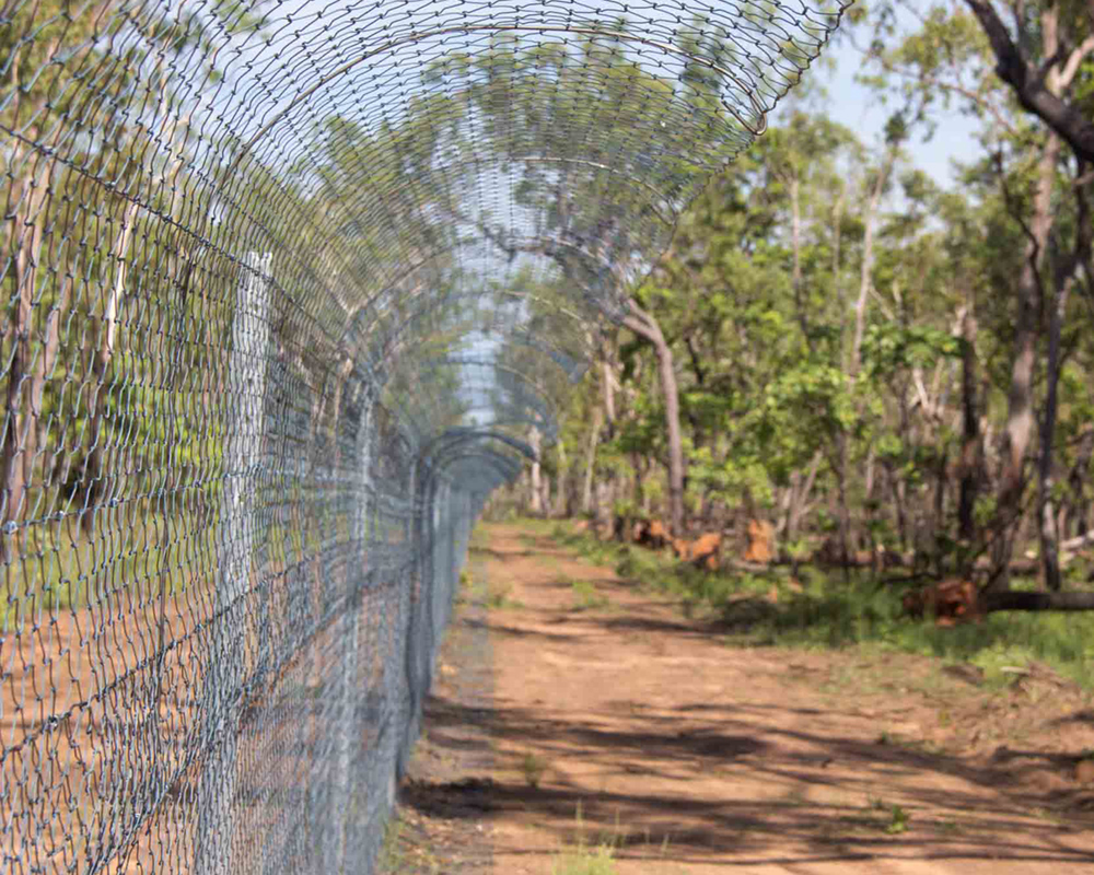 Feral Cat Exclosures Boost Reptile Populations