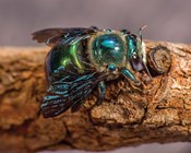 The little things count too: Prioritising recovery efforts for fire-affected invertebrates