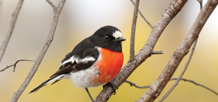How bird communities change in relation to vegetation change