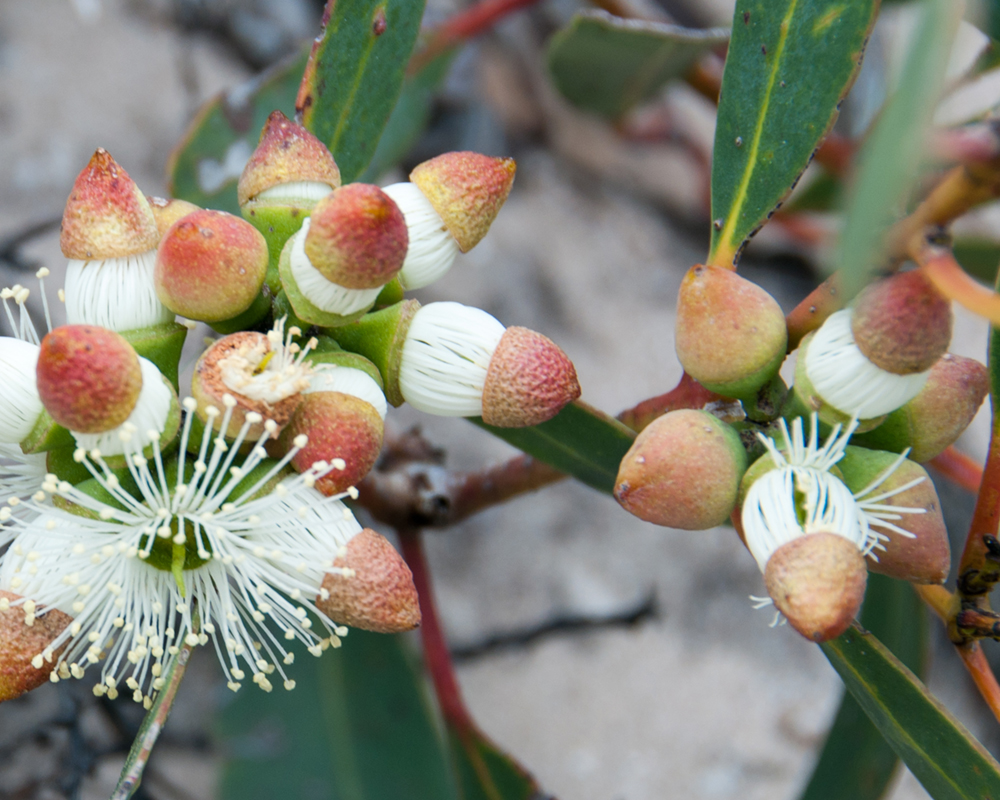 Eucalypt photo competition