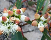 Eucalypt photo competition