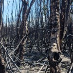Collation of summary of 2019–20 bushfire impacts and emergency responses on freshwater fish