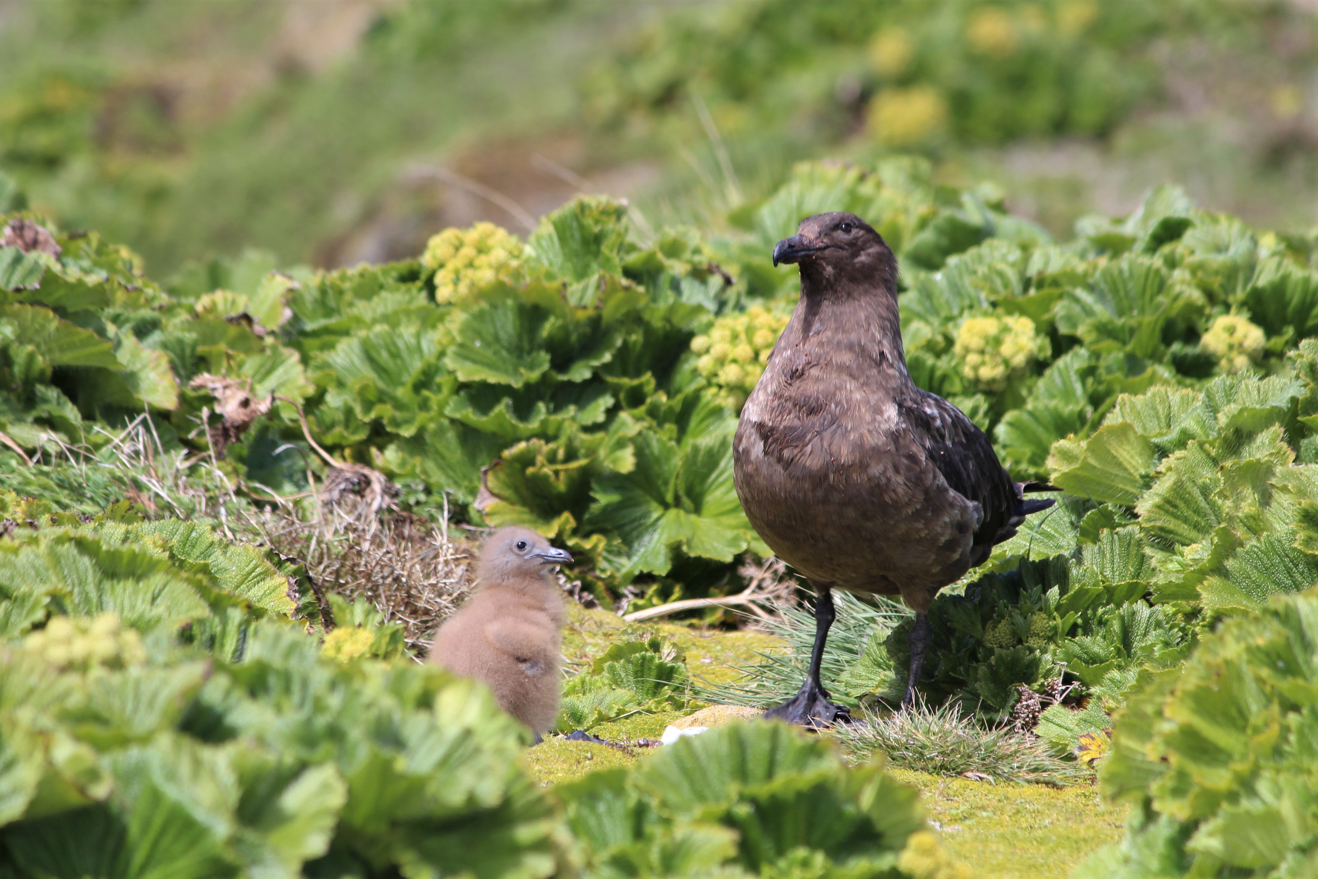 How the brown-skua, a top-native predator, is responding to rabbit eradication on Macquarie Island