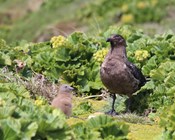 How the brown-skua, a top-native predator, is responding to rabbit eradication on Macquarie Island