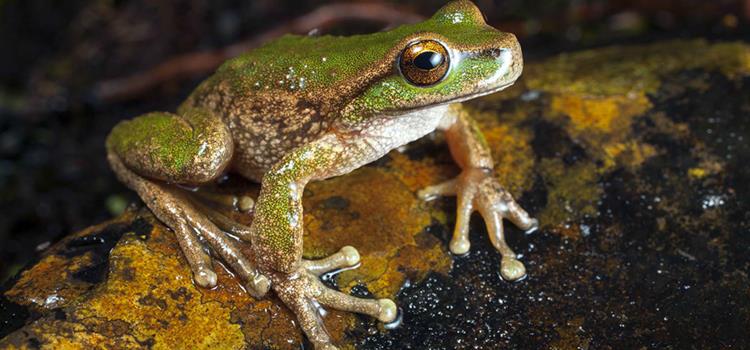 Improving communication and community buy-in to threatened species conservation