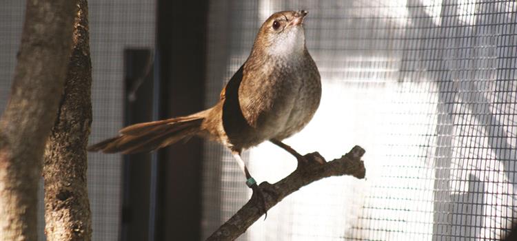 Reintroduction plan to rescue the northern eastern bristlebird