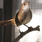 Reintroduction plan to rescue the northern eastern bristlebird
