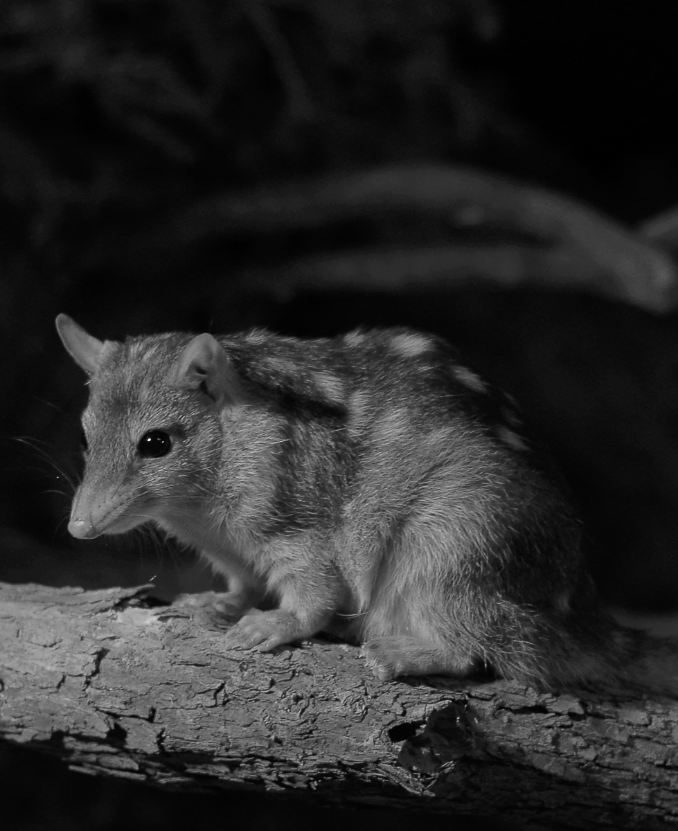 Finding the places where threatened species hide