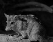 Finding the places where threatened species hide