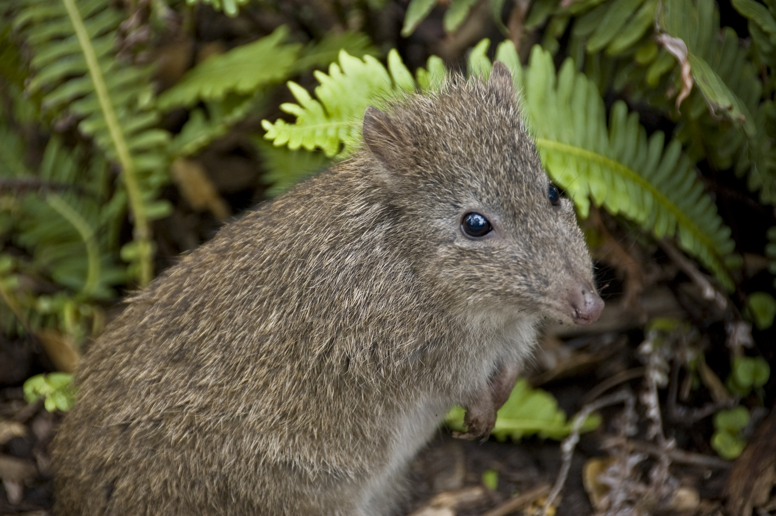 Keeping an eye and ear out for threatened species