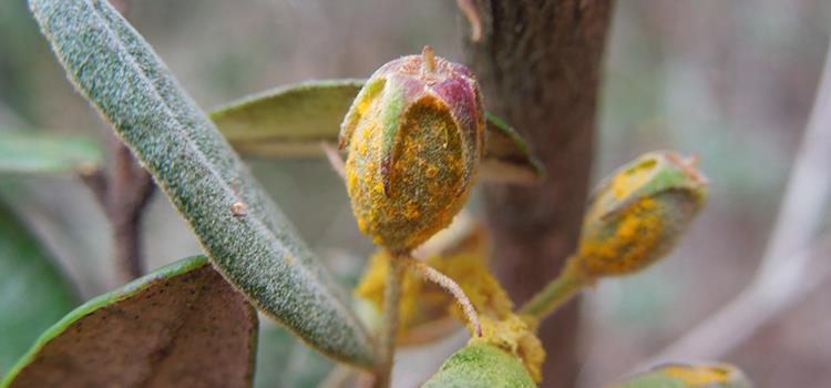 Understanding and combatting myrtle rust