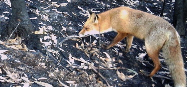 Fire and invasive predators