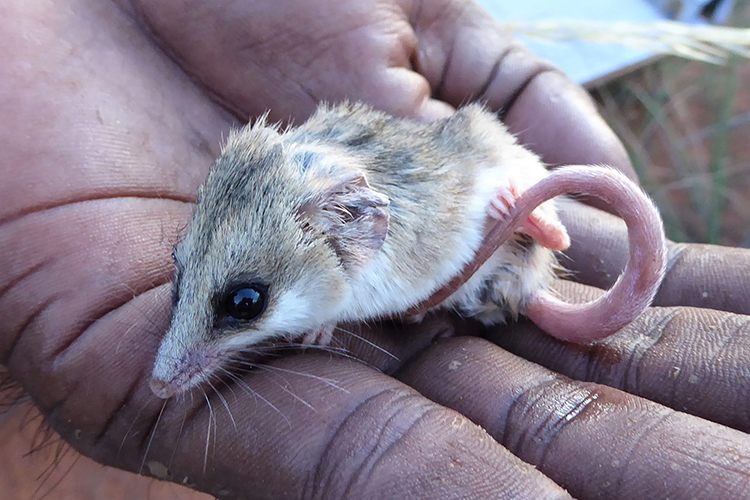 Indigenous action vital for Australia’s threatened species