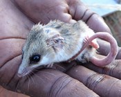 Indigenous action vital for Australia’s threatened species