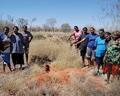 Indigenous land manager profile: Kanyirninpa Jukurrpa and Martu people