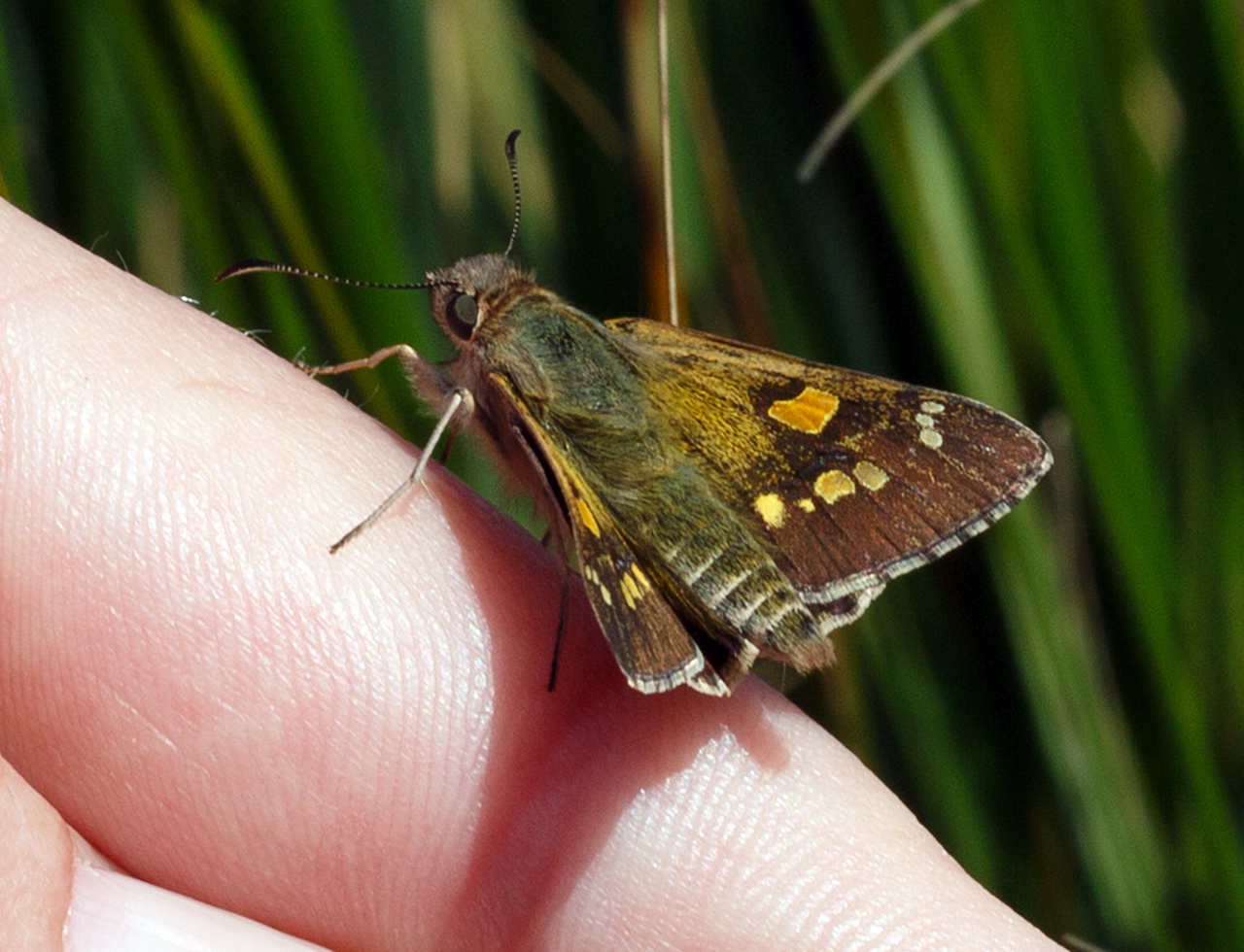 Yellow sedge-skipper