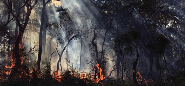 Fire and native flora