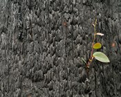 A conservation response to the 2019-20 wildfires