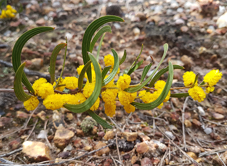 Fire a vital ingredient for the recovery of a Critically Endangered wattle