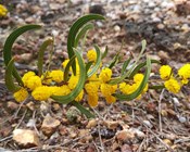 Fire a vital ingredient for the recovery of a Critically Endangered wattle