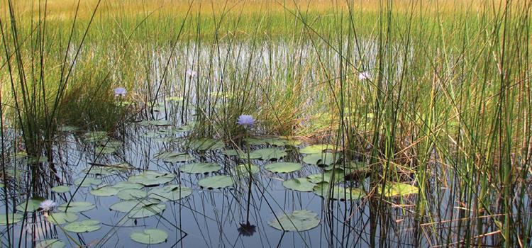 Plants and animals we care about on the Tiwi Islands