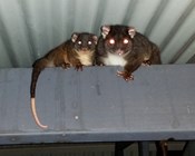 Citizen scientists collaborate on mammal surveys in urban gardens