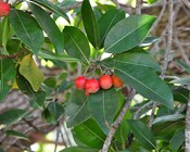 Managing fire to protect monsoon vine thickets on the Dampier Peninsula