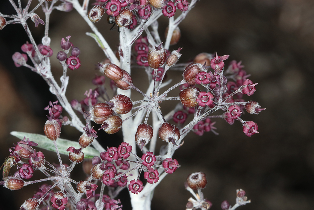 Threatened Plant Index of Australia: 2020 Results