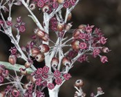 Threatened Plant Index of Australia: 2020 Results