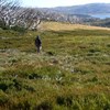 Supporting alpine peatland recovery by prioritising action on threats