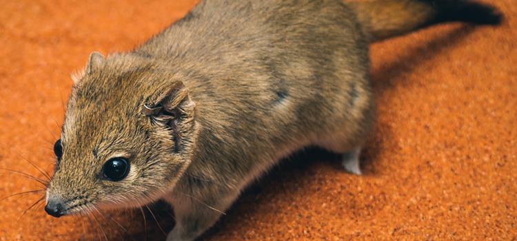 The role of feral predators in disrupting small vertebrate communities in arid South Australia