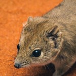 The role of feral predators in disrupting small vertebrate communities in arid South Australia