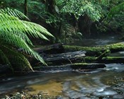 Vic forests worth more as national park than timber