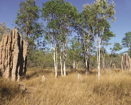 A tropical savanna in Kakadu National Park