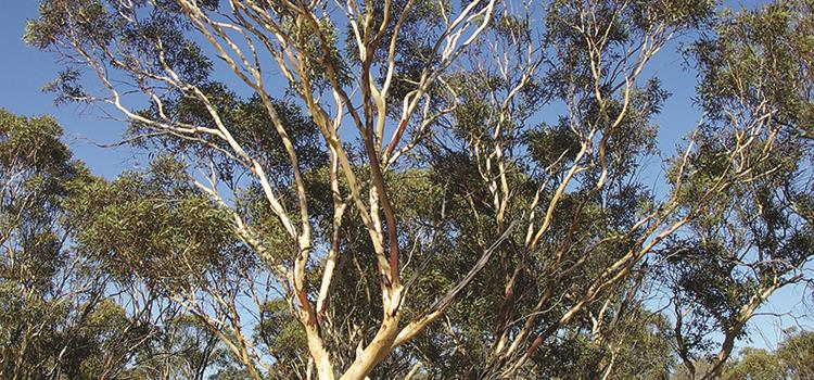 Developing a national action plan for Australian eucalypts