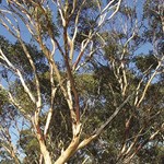 Developing a national action plan for Australian eucalypts