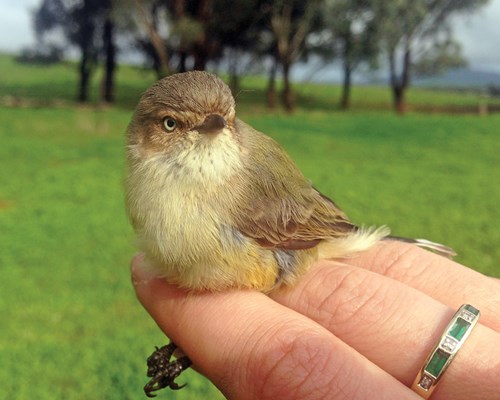 Weebill - Smicrornis brevirostris_Donna Belder_w