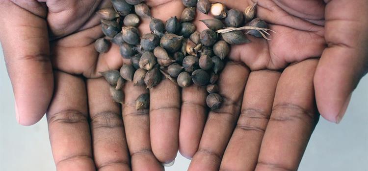 Pirra Jungku: Contemporary and traditional fire management approaches in the desert