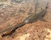 NESP and threatened species